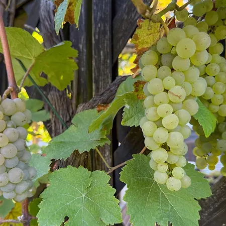 Apartamento Gaestehaus Barthel Gosen-Neu Zittau